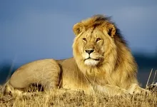 animals lions 1600x1200 wallpaper Art HD Wallpaper